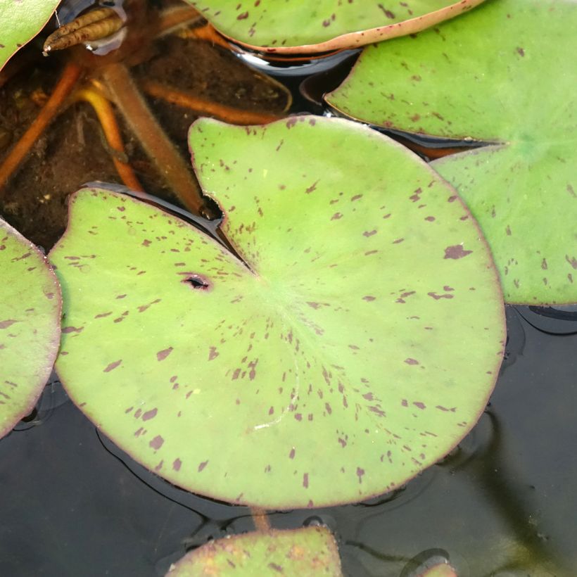 Nenúfar Sioux - Nymphaea (Follaje)