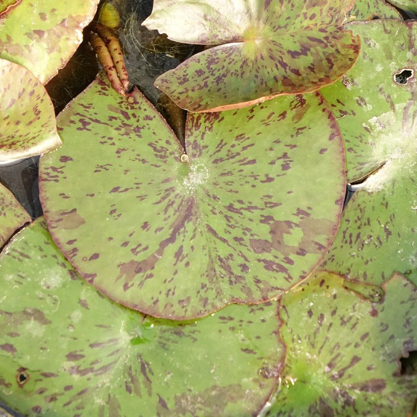 Nenúfar Texas Dawn - Nymphaea (Follaje)