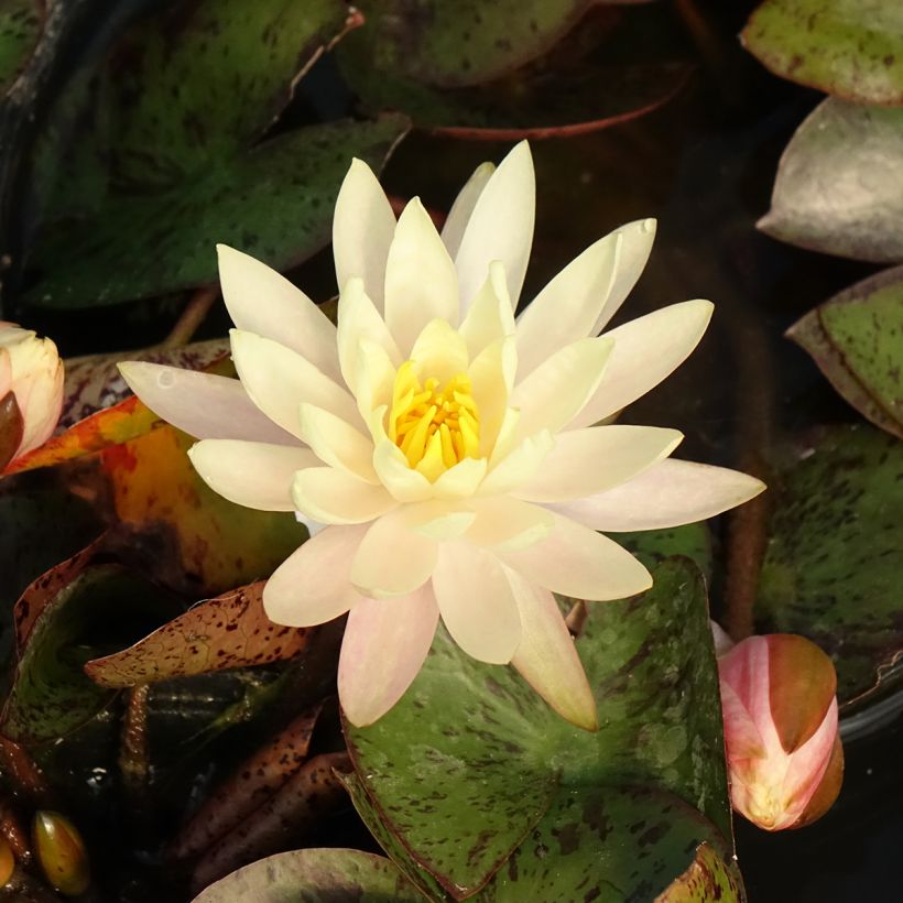 Nenúfar Texas Dawn - Nymphaea (Floración)