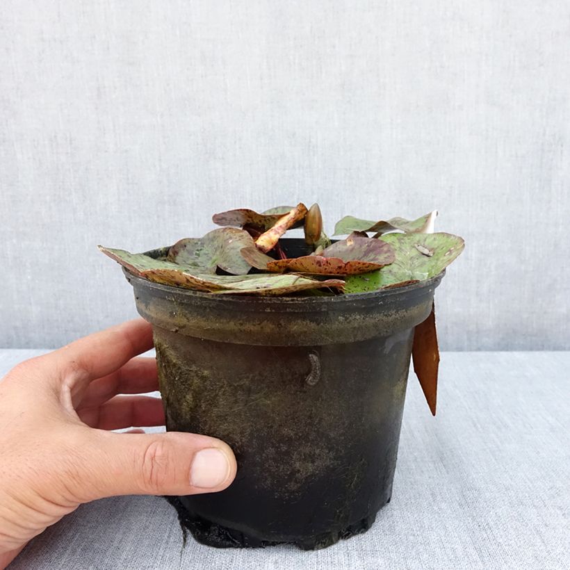 Ejemplar de Nenúfar Texas Dawn - Nymphaea Maceta 1,5L/2L entregado en verano