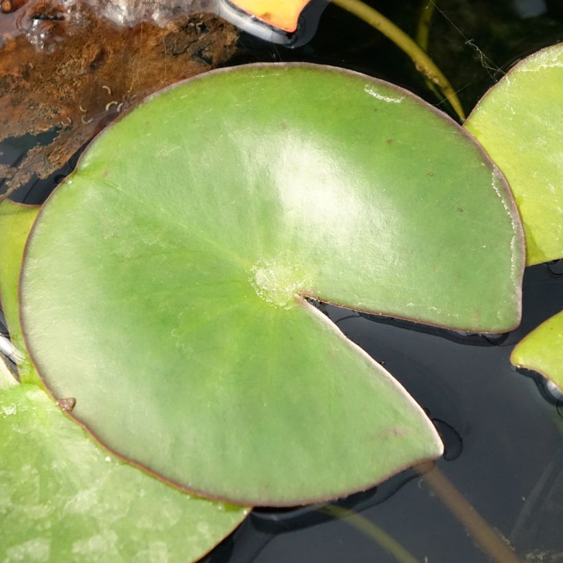 Nenúfar Venusta - Nymphaea (Follaje)