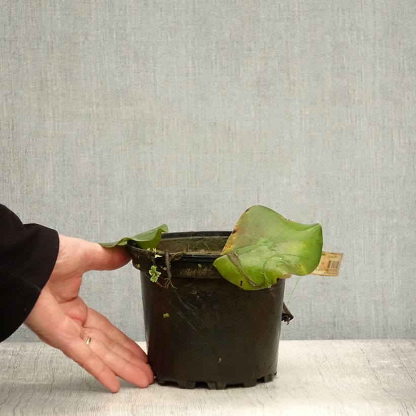 Ejemplar de Nenúfar Virginalis - Nymphaea Maceta 1,5L/2L entregado en otoño