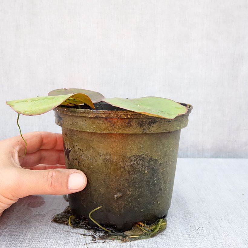 Ejemplar de Nenúfar Virginalis - Nymphaea Maceta 1,5L/2L entregado en verano