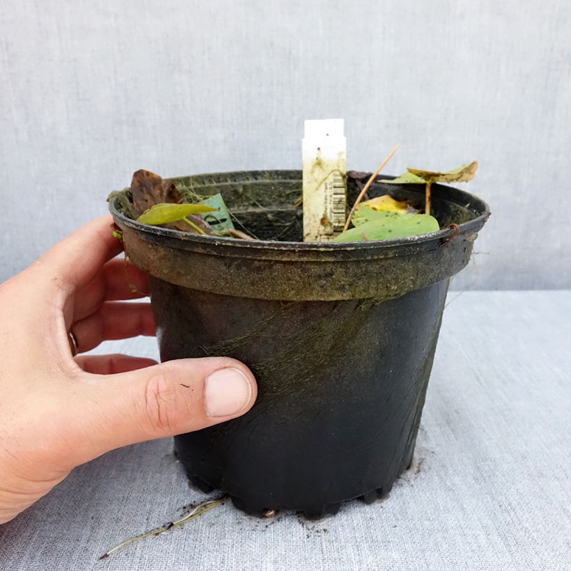 Ejemplar de Nenúfar Walter Pagels - Nymphaea Maceta 1,5L/2L entregado en verano