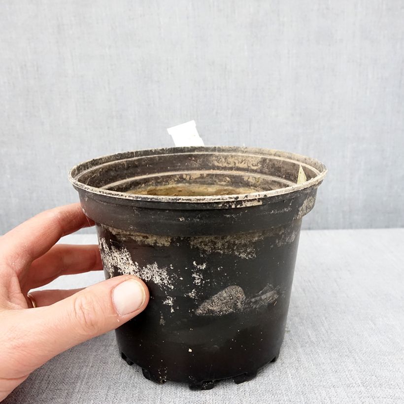 Nenúfar White Sultan - Nymphaea Maceta 1,5L/2L Ejemplar entregado en invierno