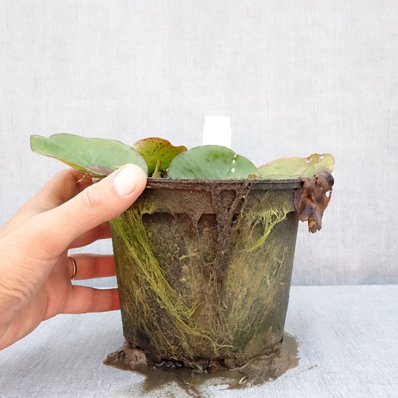 Ejemplar de Nenúfar Yellow Enigma - Nymphaea Maceta 1,5L/2L entregado en verano