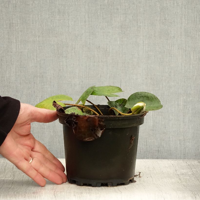 Ejemplar de Nenúfar Yellow Enigma - Nymphaea Maceta 1,5L/2L entregado en otoño