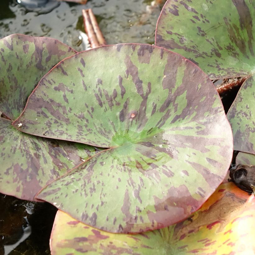 Nenúfar Yellow Queen - Nymphaea (Follaje)