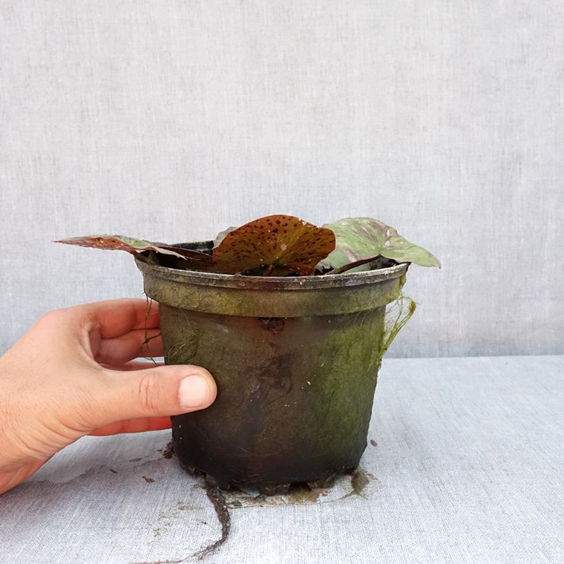 Ejemplar de Nenúfar Yellow Queen - Nymphaea Maceta 1,5L/2L entregado en verano