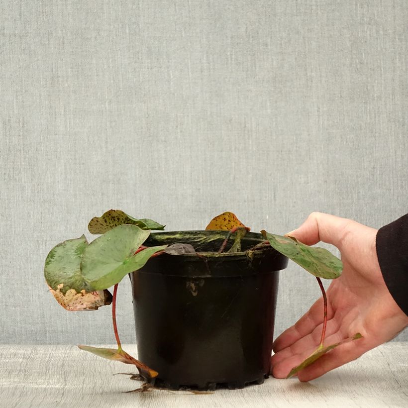 Ejemplar de Nenúfar Yellow Queen - Nymphaea Maceta 1,5L/2L entregado en otoño