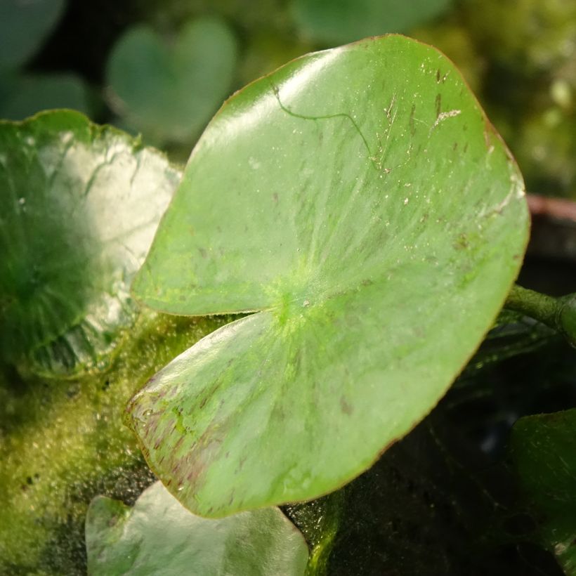Nenúfar Yellow Sensation - Nymphaea (Follaje)