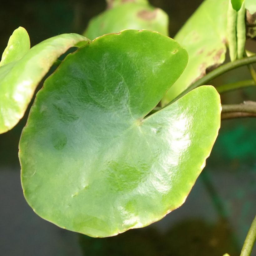 Nymphoides peltata - Falso nenúfar amarillo (Follaje)