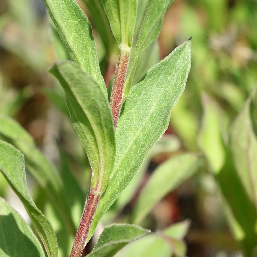 Aster amellus Dr Otto Petschek (Follaje)