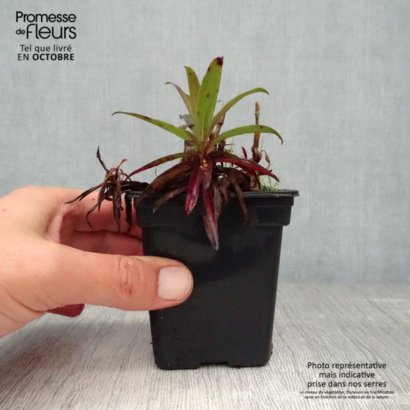 Ejemplar de Clavel del poeta Nigrescens Sooty - Dianthus barbatus Maceta de 7/8 cm entregado en otoño