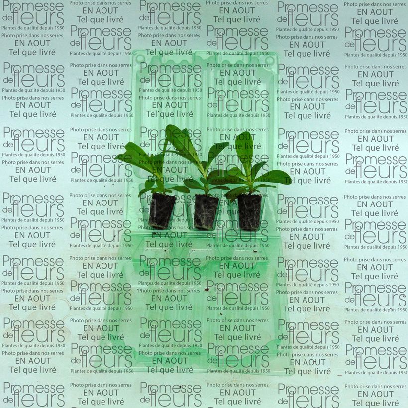 Ejemplo de ejemplar de Clavel del poeta Precurseur - Dianthus barbatus minicepellón: Ø 3/4 cm tal y como se entrega