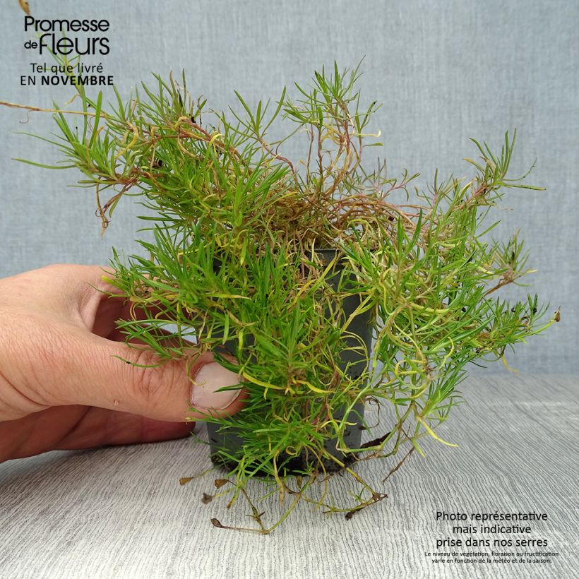 Ejemplar de Petrorhagia saxifraga Maceta de 8/9 cm entregado en otoño
