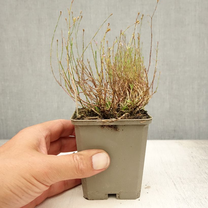 Ejemplar de Petrorhagia saxifraga Maceta de 8/9 cm entregado en verano