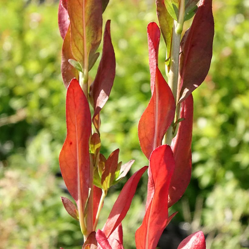 Oenothera fruticosa Hohes Licht - Onagra (Follaje)
