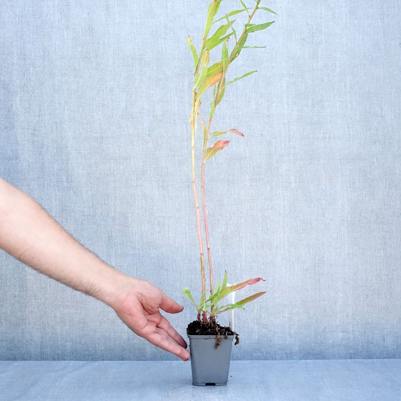 Ejemplar de Oenothera glazioviana - Onagra Maceta de 8/9 cm entregado en verano