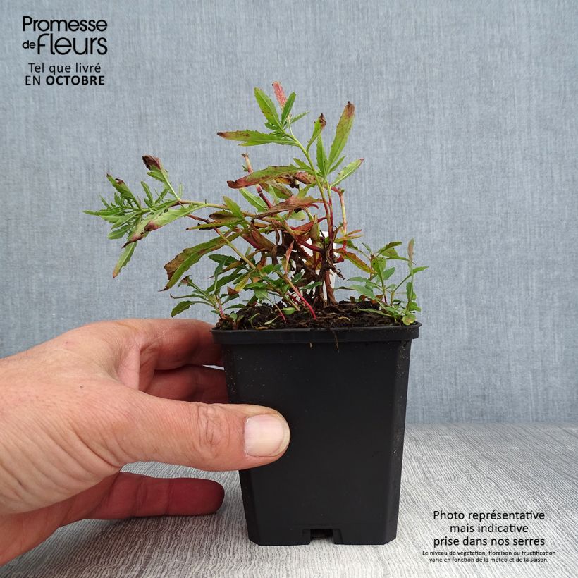 Ejemplar de Oenothera speciosa Siskiyou - Onagra Maceta de 8/9 cm entregado en otoño