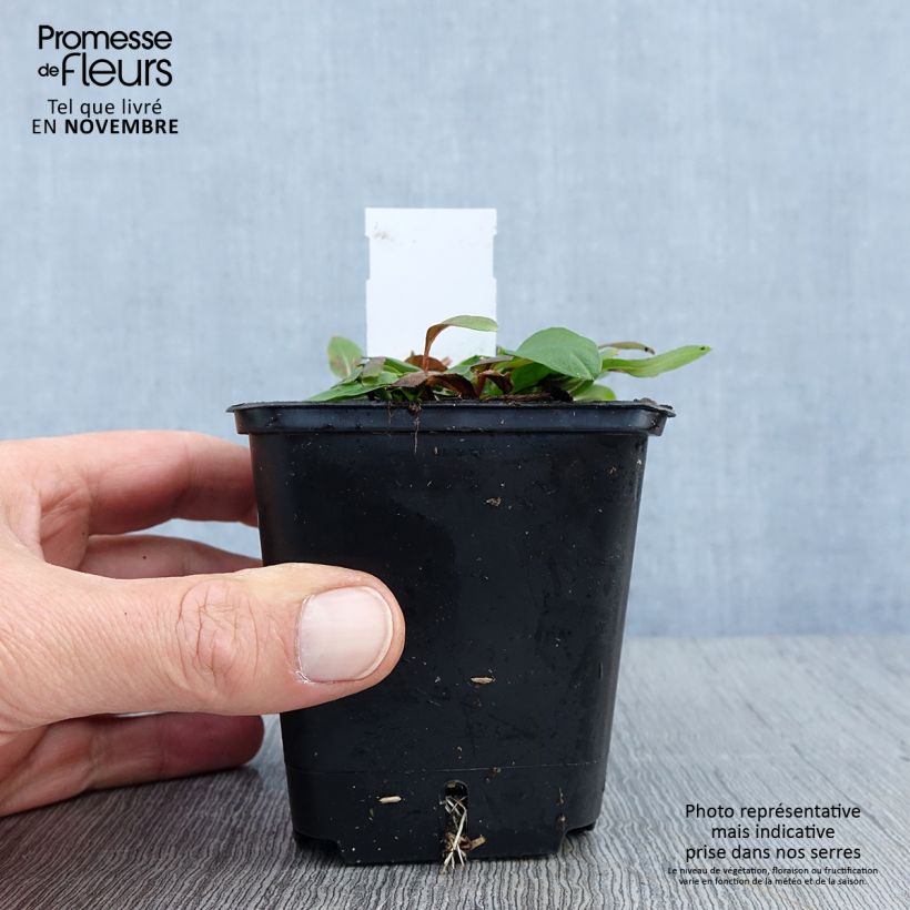 Ejemplar de Oenothera tetragona - Onagra Maceta de 8/9 cm entregado en otoño