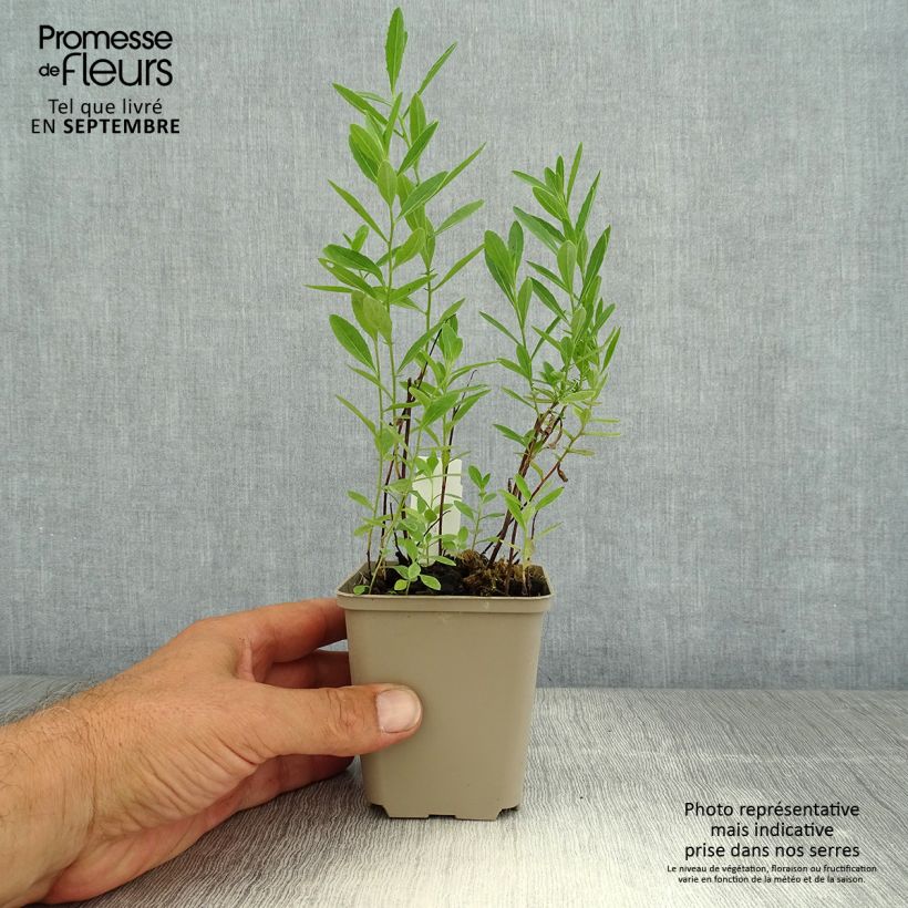 Ejemplar de Oenothera speciosa Twilight - Onagra Maceta de 8/9 cm entregado en verano