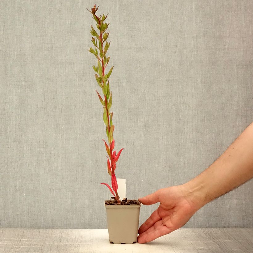 Ejemplar de Oenothera fruticosa Michelle Ploeger - Onagra Maceta de 8/9 cm entregado en verano