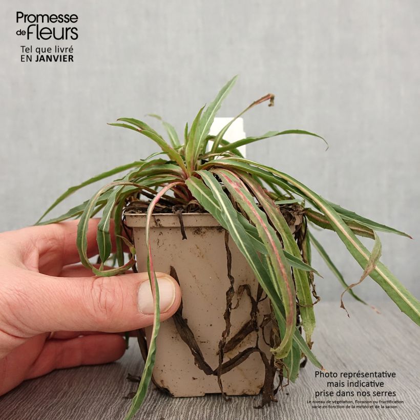 Oenothera stricta Sulphurea - Onagra Maceta de 8/9 cm Ejemplar entregado en invierno