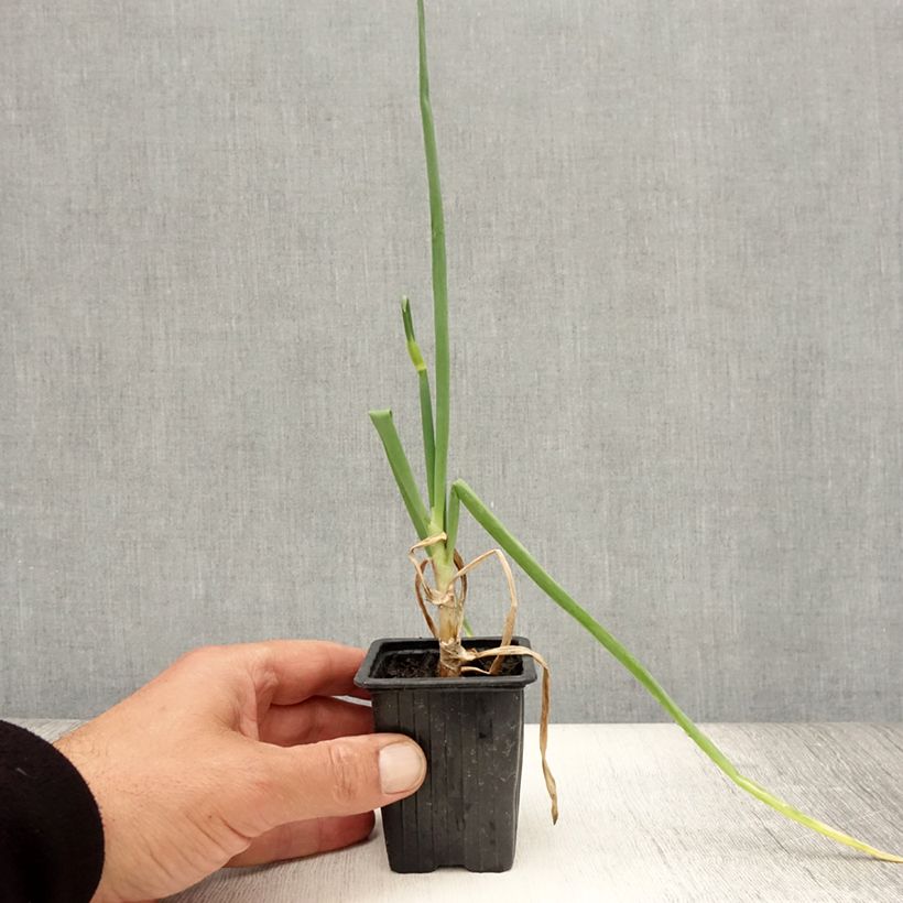 Ejemplar de Cebolla de árbol - Allium x proliferum Maceta de 7/8 cm entregado en verano