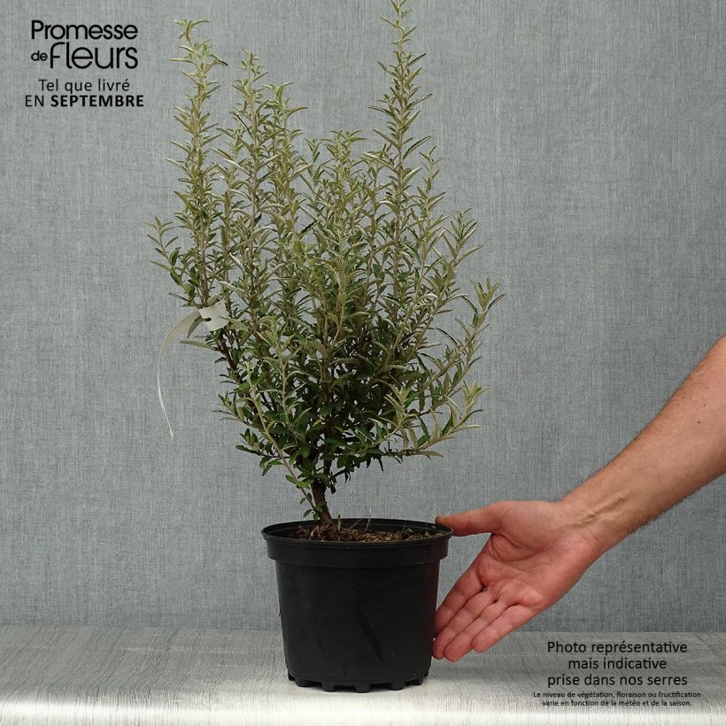 Ejemplar de Olearia scilloniensis Maceta 3L/4L entregado en otoño