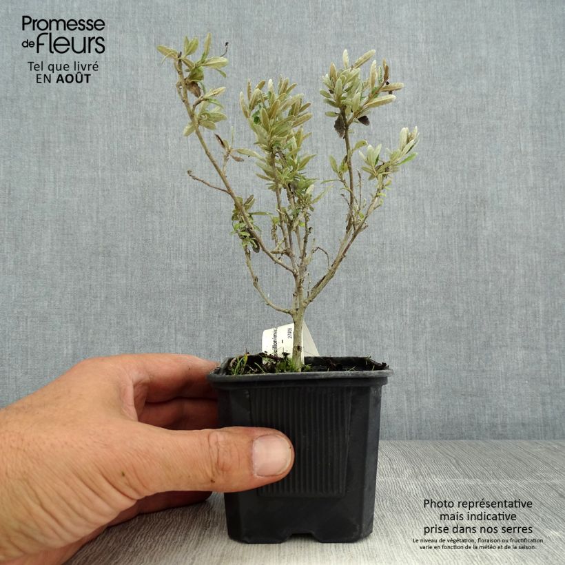 Ejemplar de Olearia scilloniensis Compacta Maceta de 8/9 cm entregado en verano