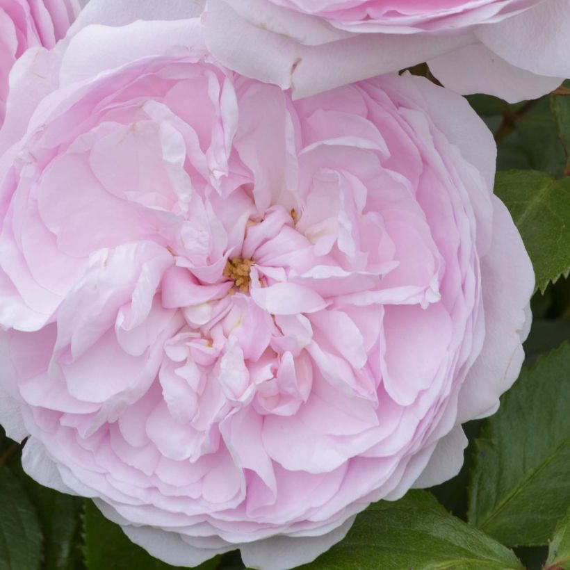 Rosal David Austin Olivia Rose Austin (Rosal de pie alto) (Floración)