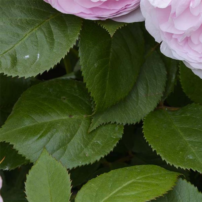 Rosal David Austin Olivia Rose Austin (Rosal de pie alto) (Follaje)