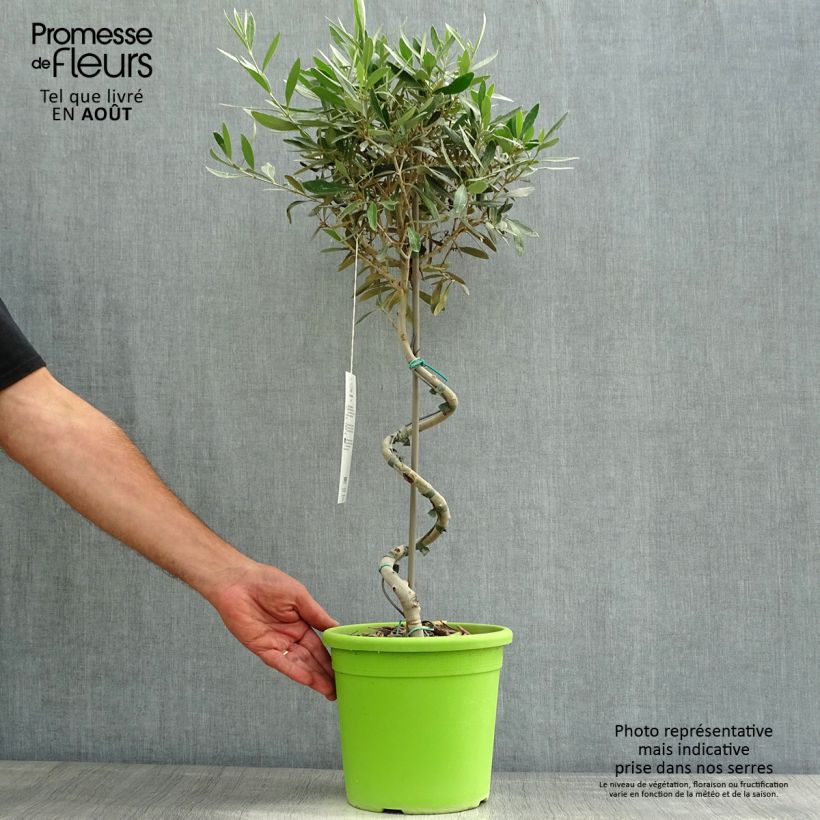 Ejemplar de Olivo en tallo - Olea europaea Maceta 4L/5LAltura de entrega aprox. 60/80cm entregado en verano