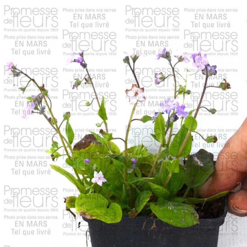 Ejemplo de ejemplar de Omphalodes cappadocica Lilac Mist Maceta de 8/9 cm tal y como se entrega