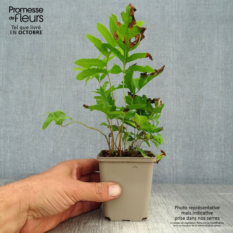 Ejemplar de Onoclea sensibilis - Helecho sensible Maceta de 8/9 cm entregado en otoño