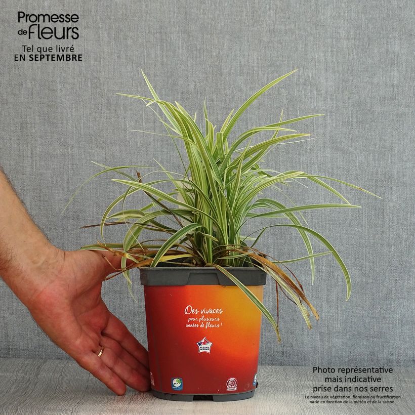 Ejemplar de Ophiopogon jaburan Albo Variegata Maceta 2L/3L entregado en verano