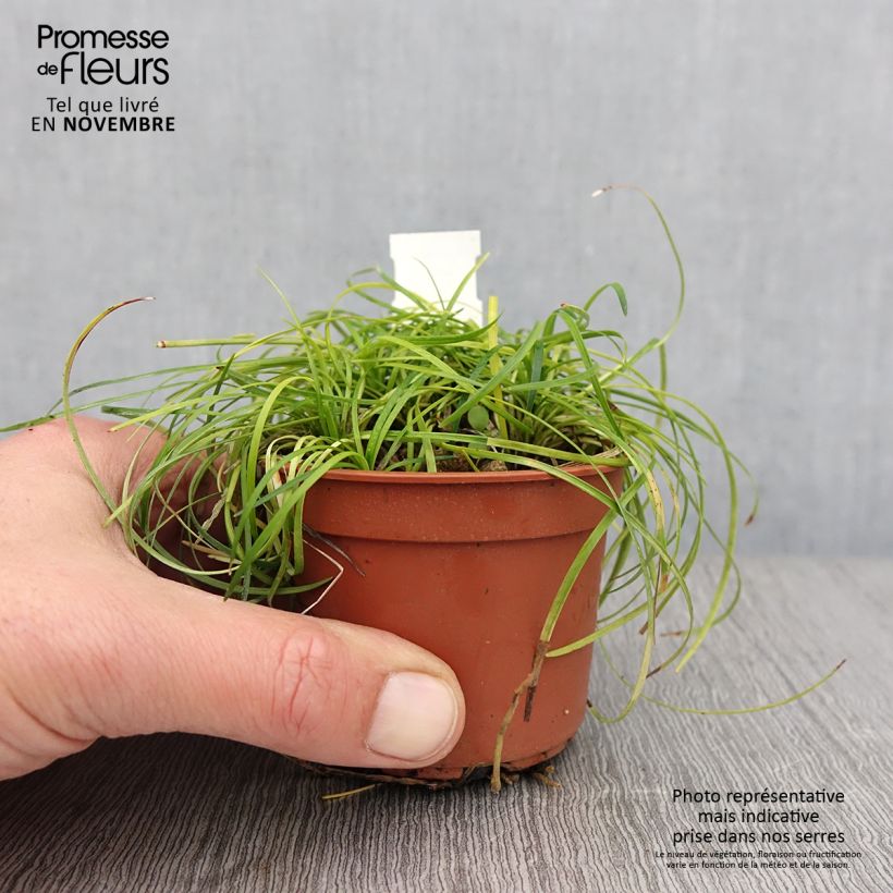 Ejemplar de Ophiopogon chingii Maceta de 8/9 cm entregado en otoño