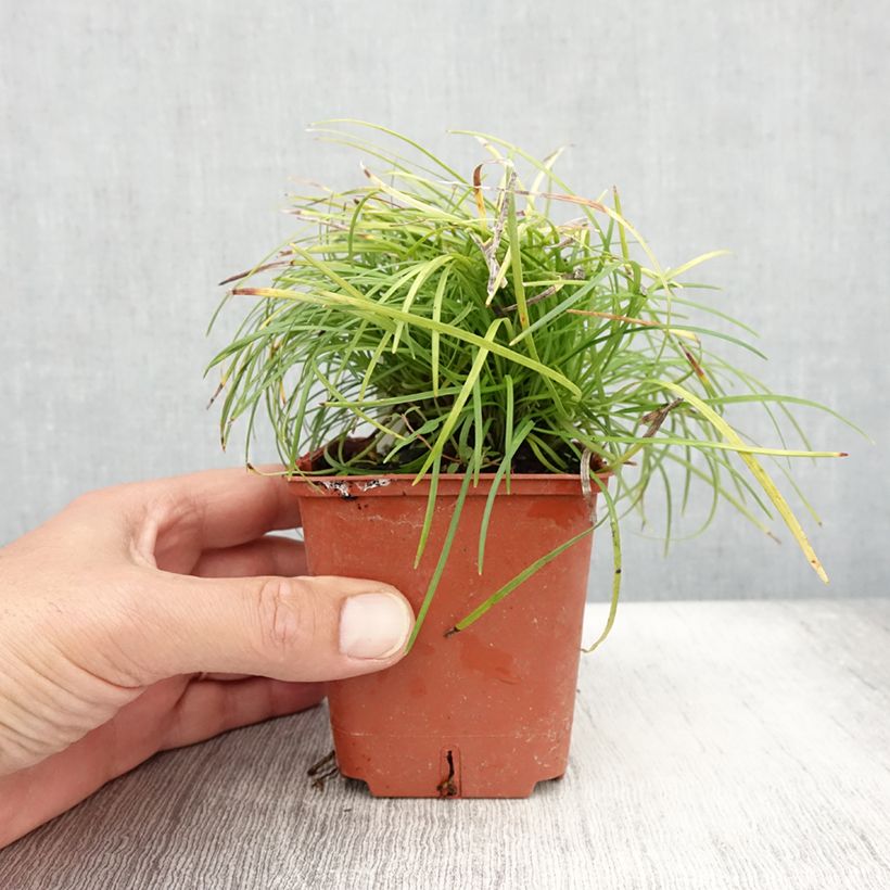 Ejemplar de Ophiopogon chingii - Herbe aux turquoises - godet de 8/9cm entregado en verano