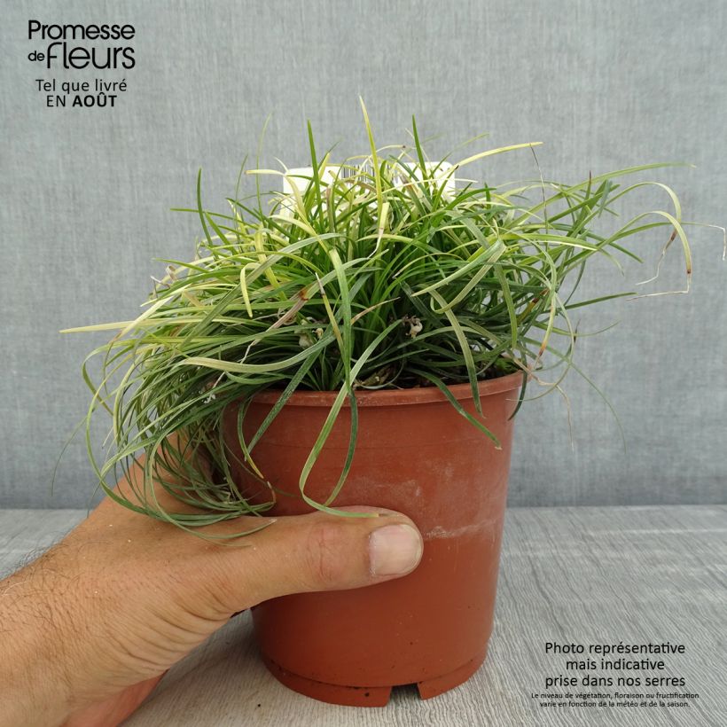 Ejemplar de Ophiopogon chingii - Herbe aux turquoises - pot de 1L/1.5L entregado en verano