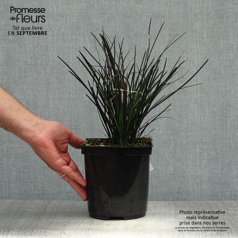 Ejemplar de Ophiopogon planiscapus Hosoba Kokuryu Maceta 2L/3L entregado en otoño