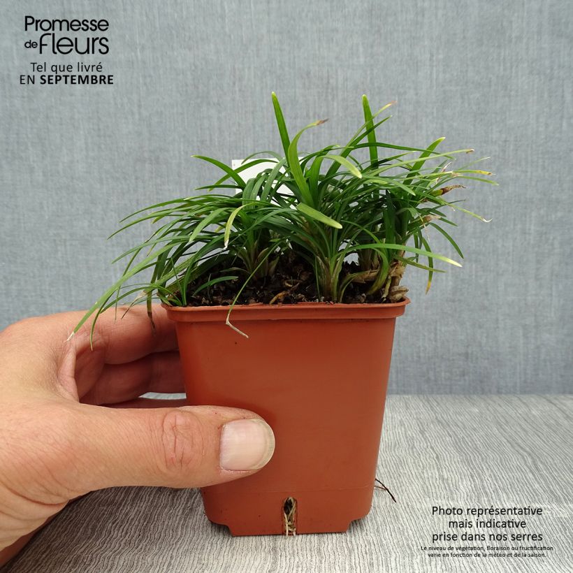 Ejemplar de Ophiopogon japonicus Minor - Convalaria Maceta de 8/9 cm entregado en otoño
