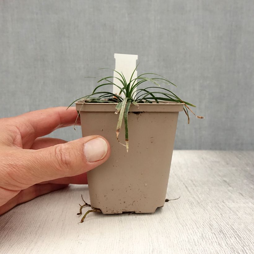 Ejemplar de Ophiopogon japonicus Minor - Convalaria Maceta de 8/9 cm entregado en verano