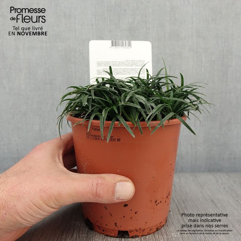Ejemplar de Ophiopogon japonicus Minor - Convalaria Maceta 1L/1,5L entregado en otoño