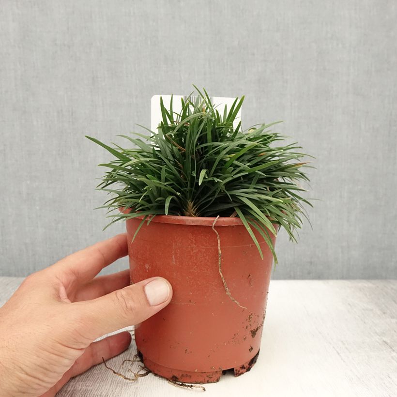 Ejemplar de Ophiopogon japonicus Minor - Convalaria Maceta 1L/1,5L entregado en verano