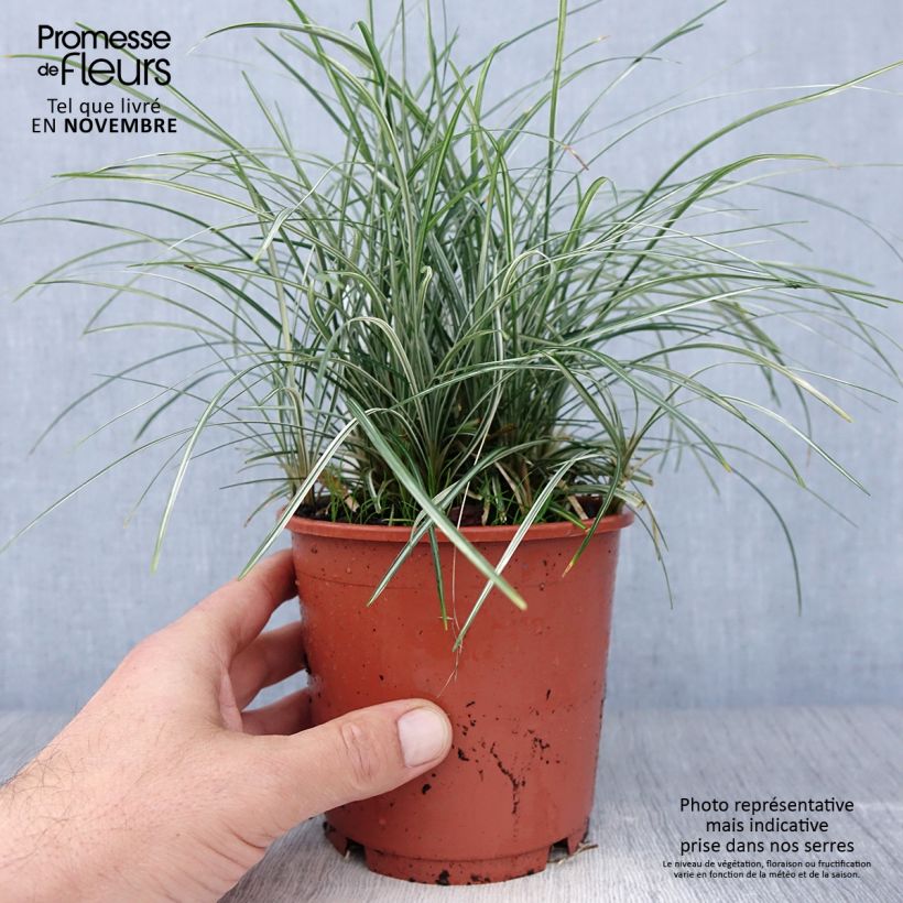 Ejemplar de Ophiopogon japonicus Silver Mist - Convalaria Maceta 1L/1,5L entregado en otoño