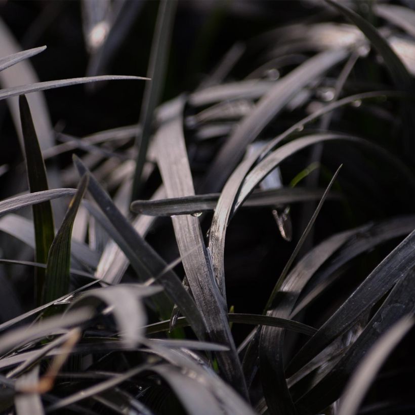 Ophiopogon planiscapus Nigrescens (Follaje)