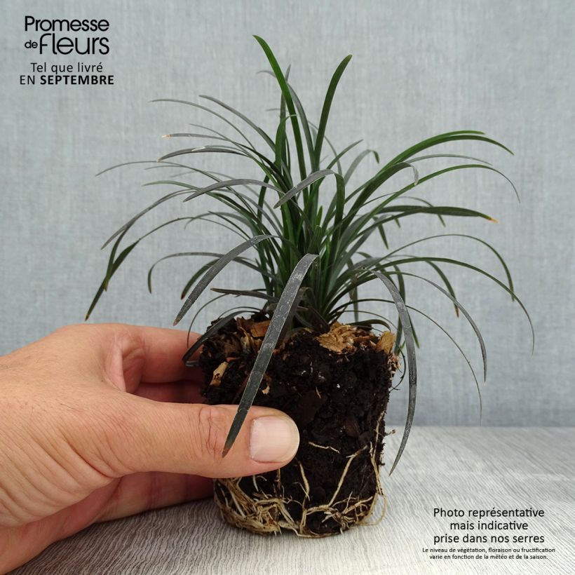 Ejemplar de Ophiopogon planiscapus Black Dragon - Mini-motte Ø 3/4 cm entregado en otoño