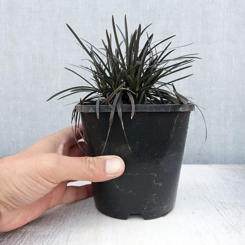 Ejemplar de Ophiopogon planiscapus Black Dragon Pot de 1L/1,5L entregado en verano