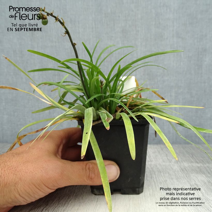 Ejemplar de Ophiopogon planiscapus Godet de 9cm entregado en verano